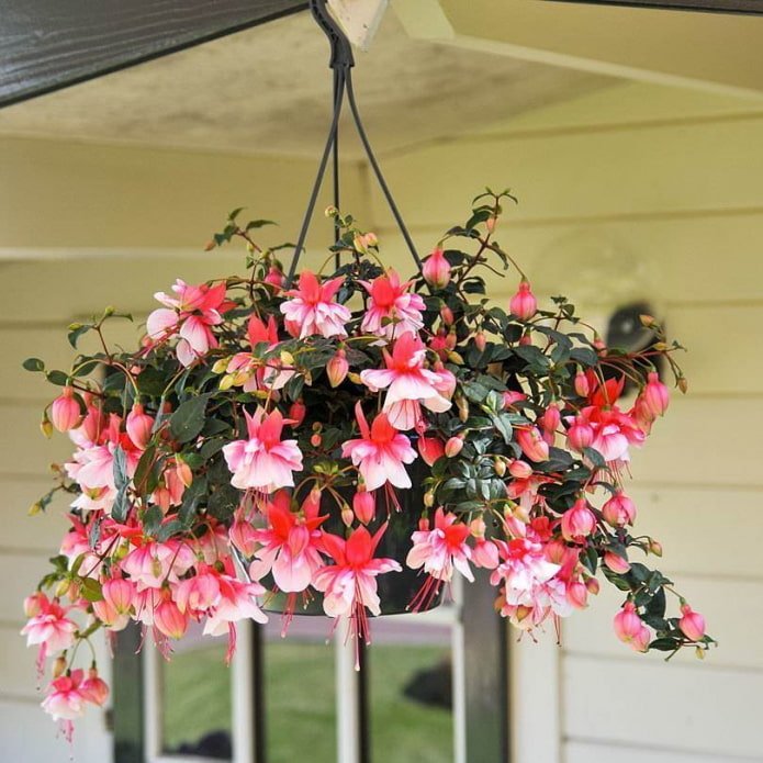 fuchsia in a flowerpot outside