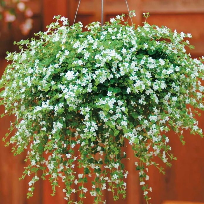 bacopa in a flowerpot outside