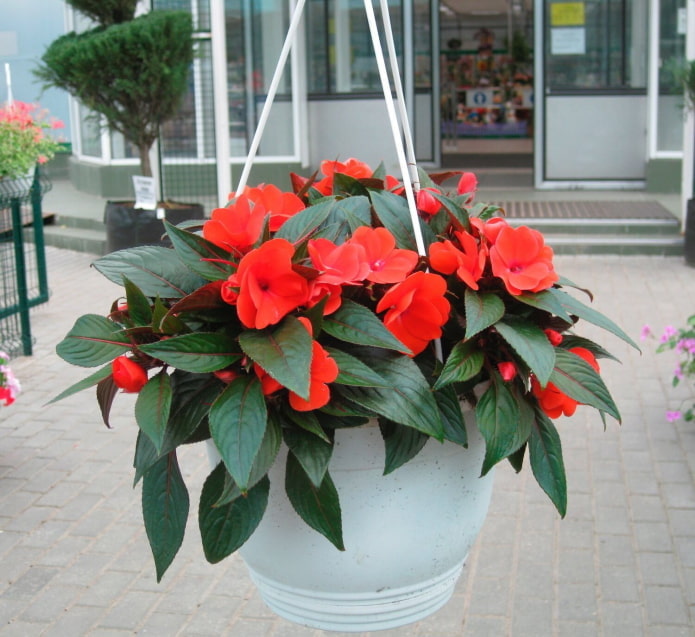 balsam in an outdoor planter