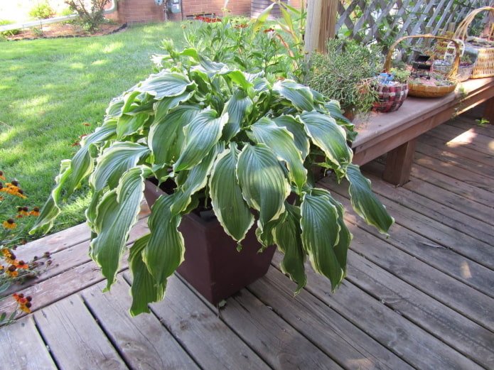 hosta in a flowerpot outside