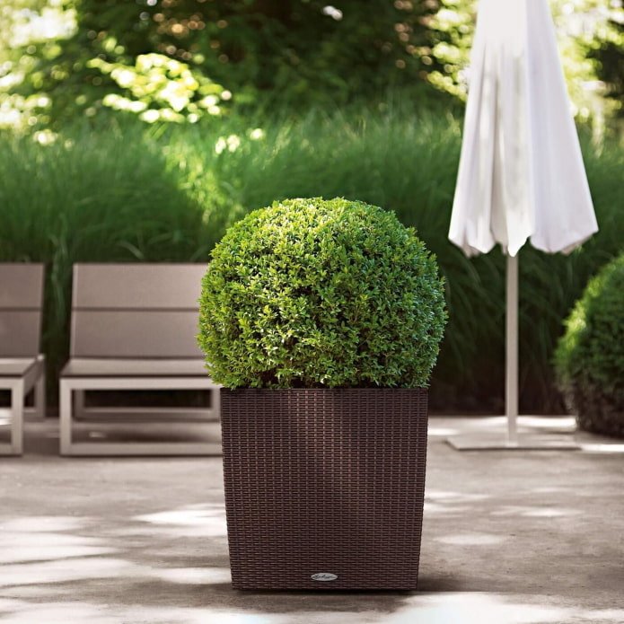 thuja in a flowerpot outside