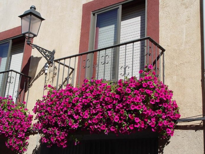 petunia on the balcony