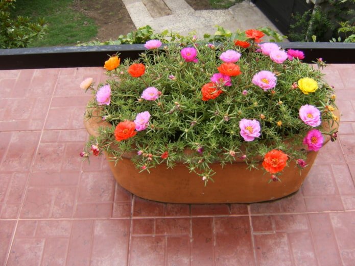 purslane in a pot