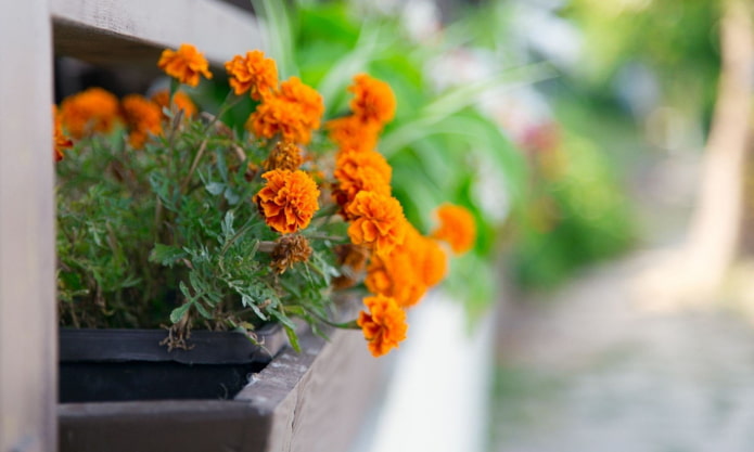 marigolds in a box