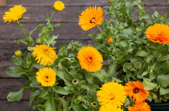 calendula for an open balcony