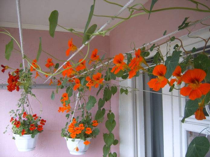 types of nasturtiums 