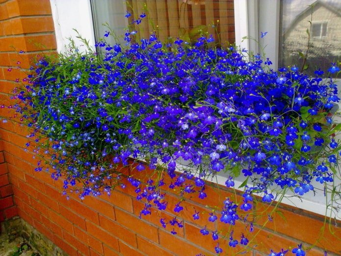 lobelia on the windowsill