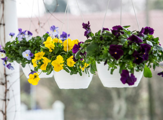 viola in pots