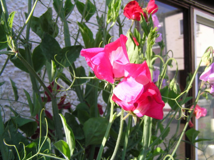how sweet pea blooms