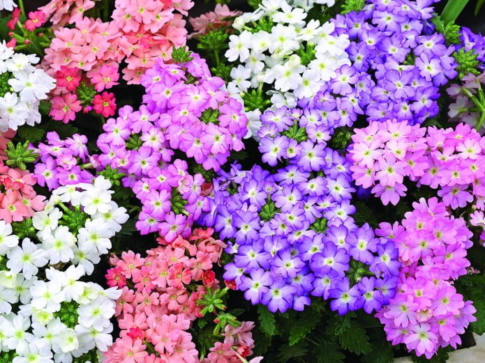 shades of verbena flowers