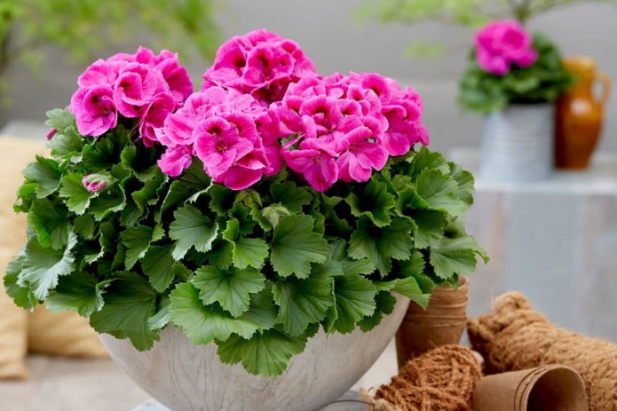 pink geranium in a flowerpot
