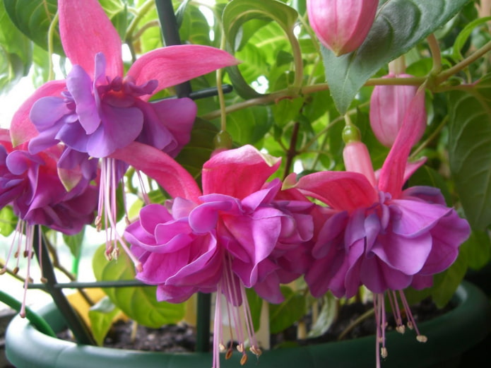 fuchsia flowers