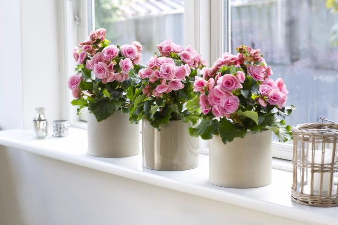 flowering begonia