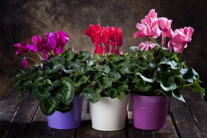 cyclamen varieties
