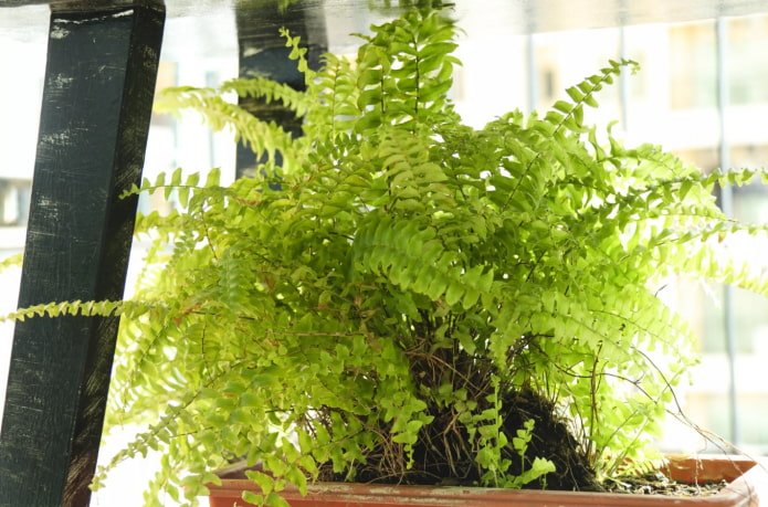fern for the balcony