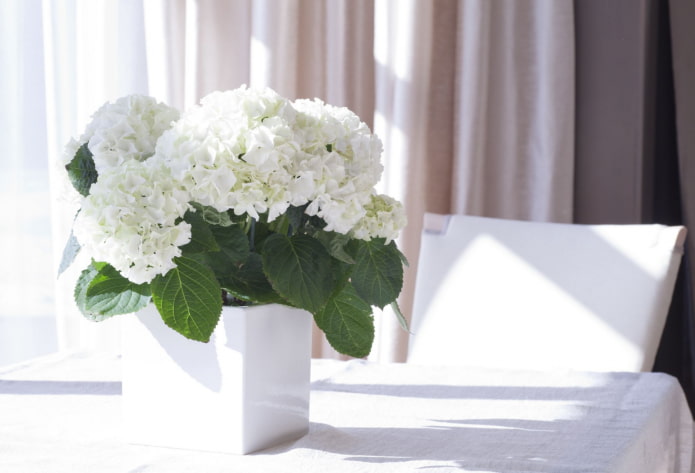 how hydrangea blooms