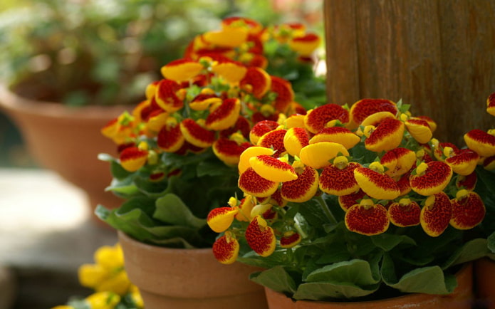 growing calceolaria