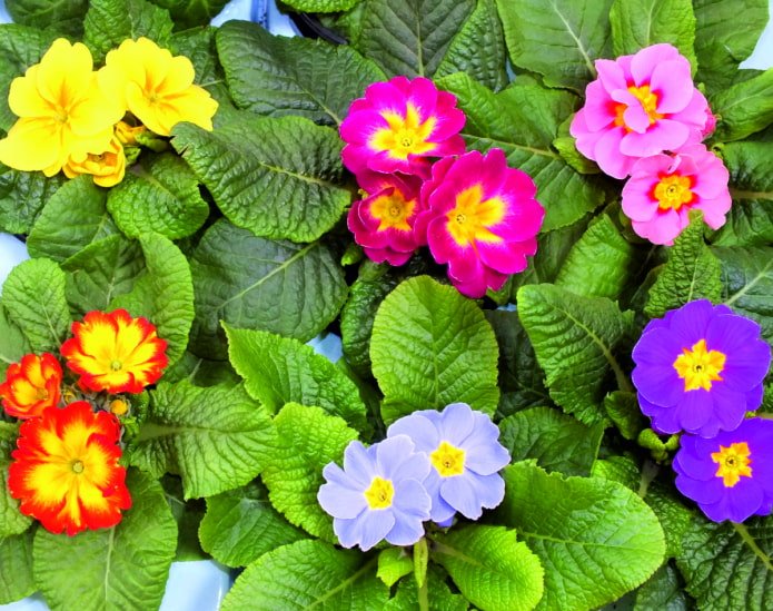 shades of primrose flowers