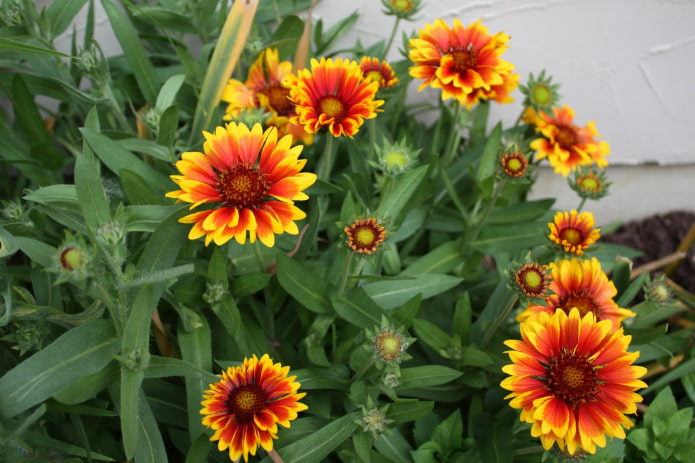 plants for a southern balcony