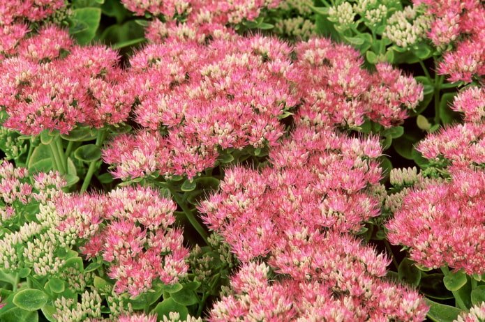 how sedum blooms