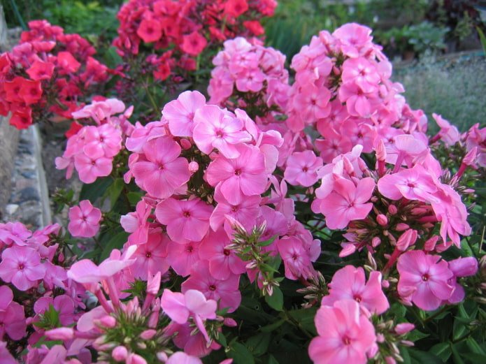 flowers for southern loggias