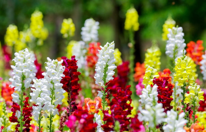how does snapdragon bloom