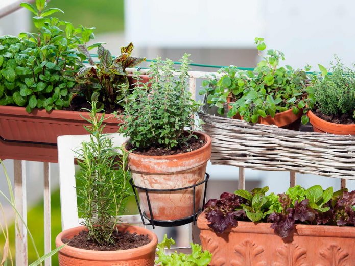 indoor herbs in pots