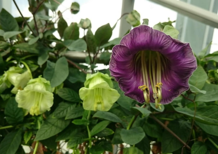 kobeya flower