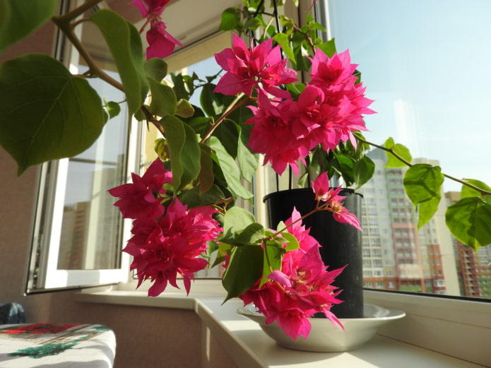 indoor bougainvillea
