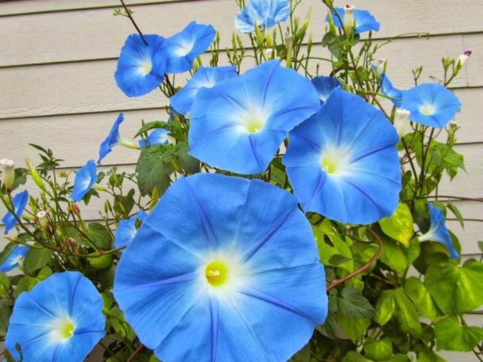 flowering morning glory