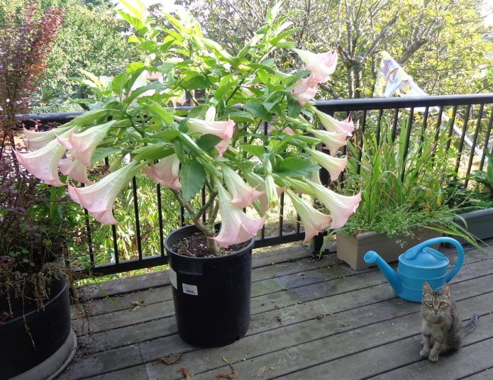 datura in a pot