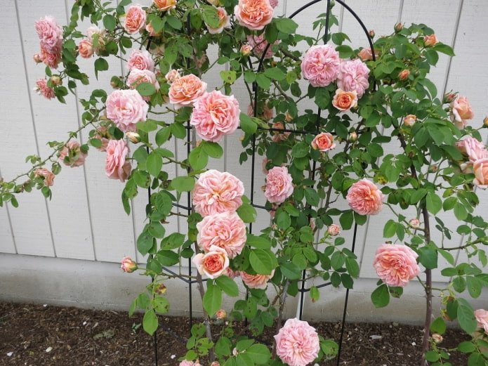 perennial for the loggia