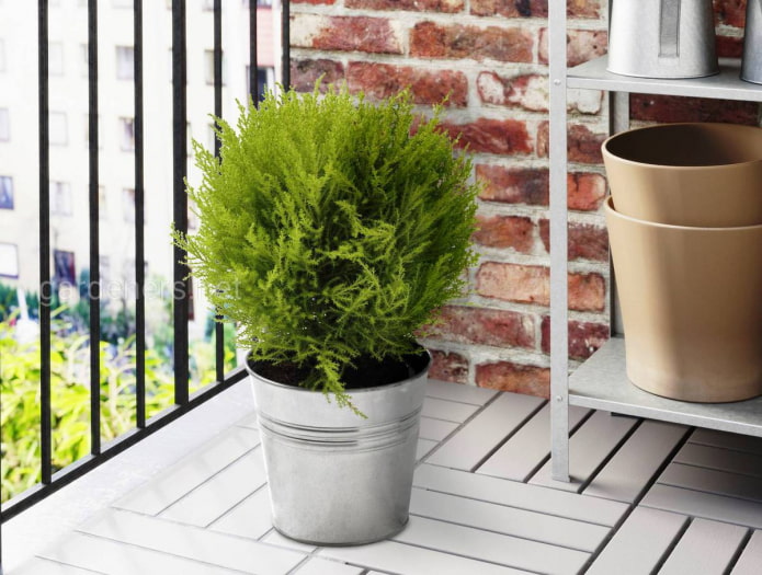coniferous plant for the balcony