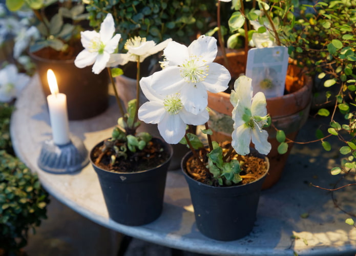 blooming hellebore
