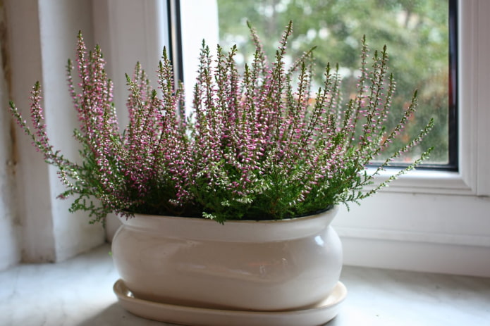 heather on the windowsill