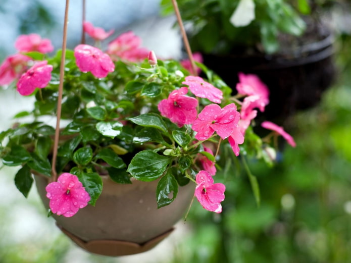 balsam in a hanging flowerpot