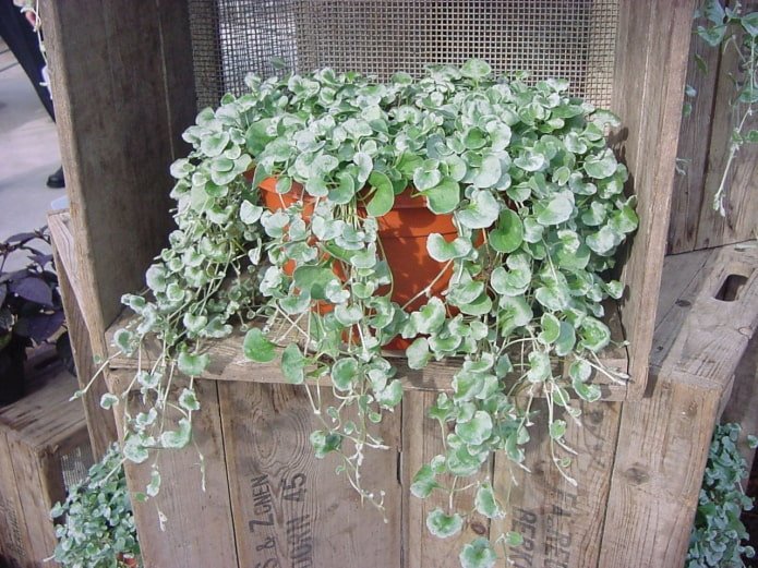 hanging plant for the balcony