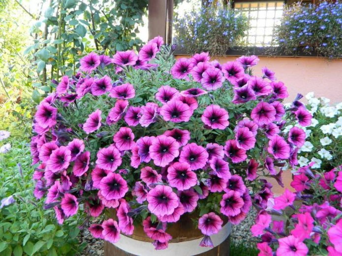 Hybrid petunia