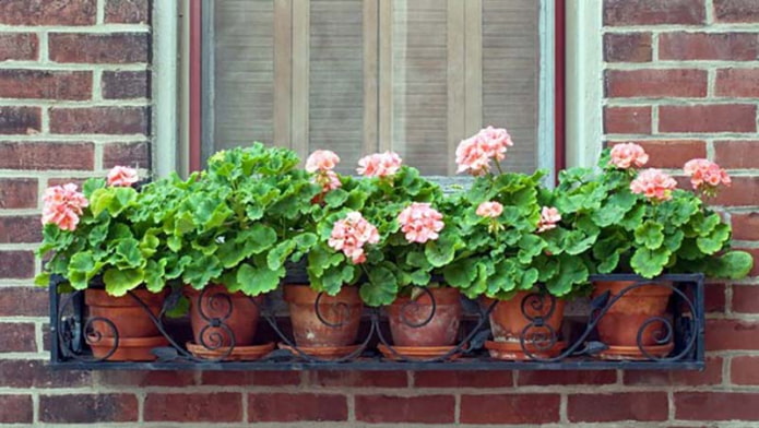 flowerbed outside the window