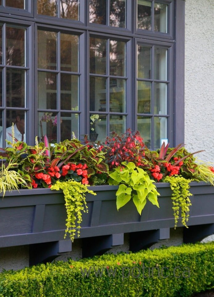 flowers outside the window