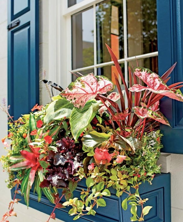 flowers outside the window