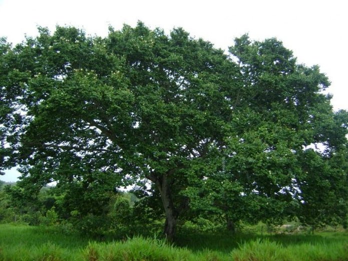 oak