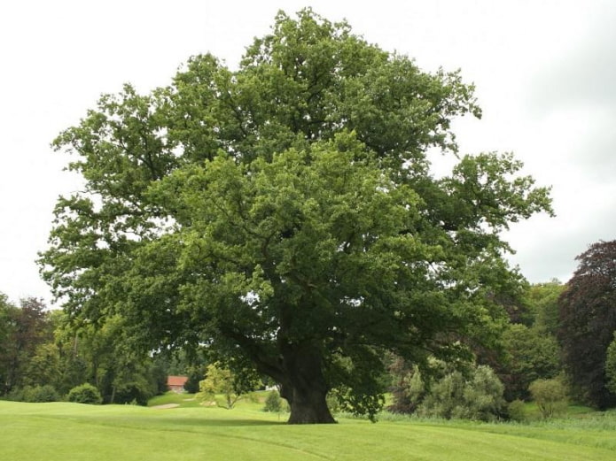 Durable oak