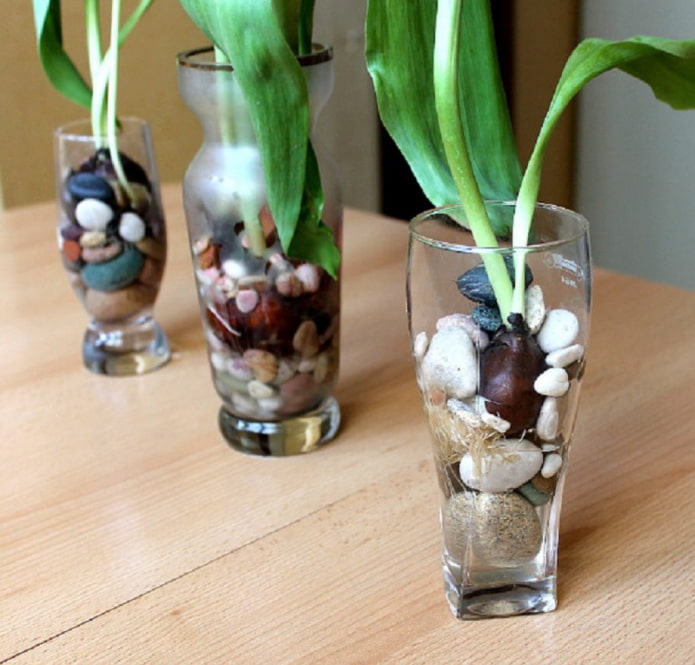 Forcing tulips in hydrogel