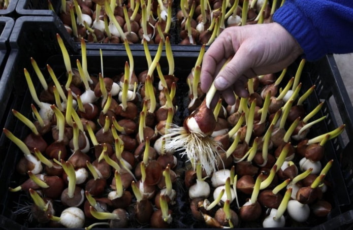 tulip bulbs for forcing