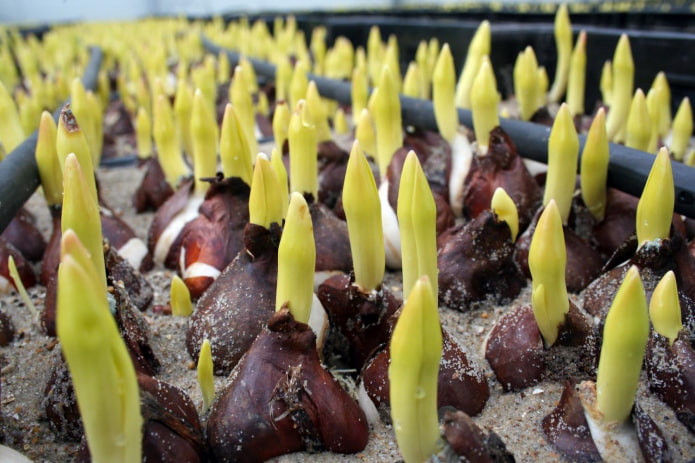 tulip sprouts