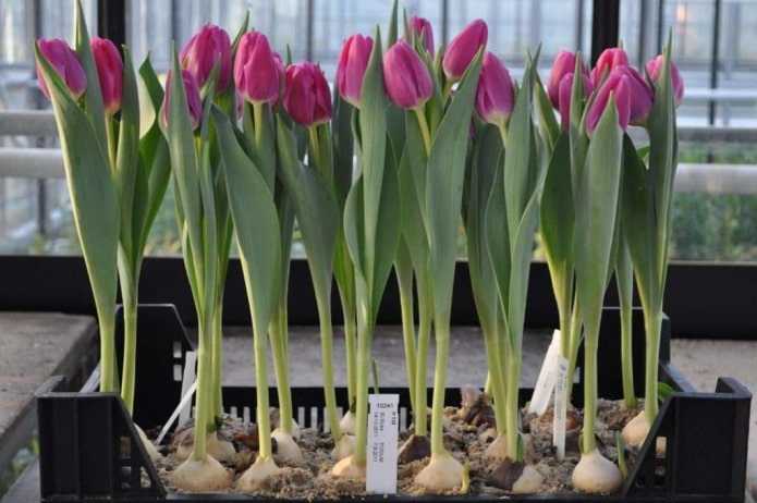 tulips bloomed after forcing