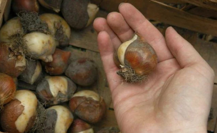 good tulip bulb