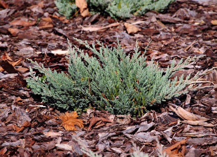 juniper mulching