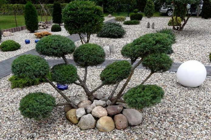 Nivaki from Cossack juniper